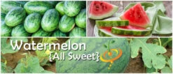 Watermelon - All Sweet -Speed now page 562e2b0d c149 447c 8be0 80bf0b186bd9