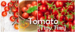 Tomato - Tiny Tim (Determinate) -Speed now page 56af90ec 3b71 4619 a137 f902dda9dccb