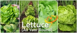 Lettuce - All Year Round -Speed now page 59ec0127 fa15 4652 8167 ebd383da7ff6
