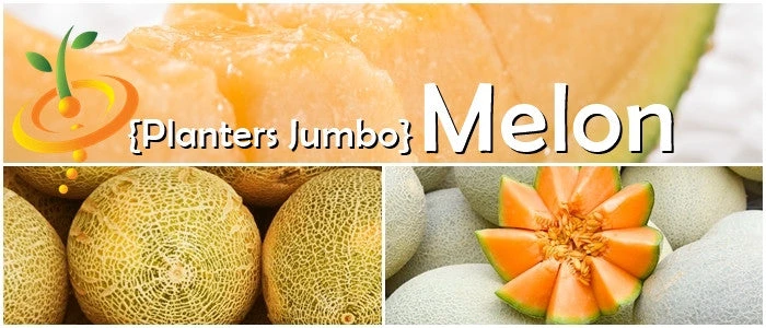 Melon (Cantaloupe) - Planters Jumbo 10 Melon (Cantaloupe) - Planters Jumbo - Image 8