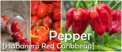 Pepper (Hot) - Habanero, Red Caribbean 🔥🔥🔥🔥🔥 14 Pepper (Hot) - Habanero, Red Caribbean 🔥🔥🔥🔥🔥 -Speed now page 6e1a1269 e8a9 41db b9b8 e6f9614c69a7