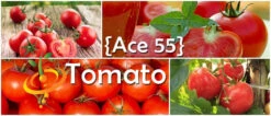 Tomato - Ace 55 (Determinate) -Speed now page 6f5b2dd2 1e1a 45df 93a3 28037e06fcdb