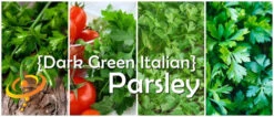 Parsley - Dark Green Italian Giant 16 Parsley - Dark Green Italian Giant -Speed now page 701f4657 553a 417b 9802 b216bae25a11