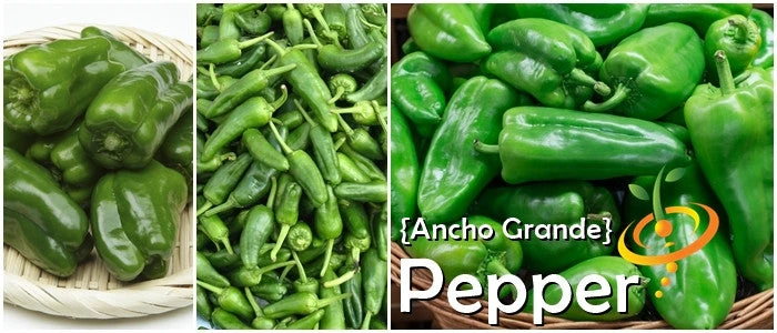 Pepper (Hot) - Ancho Grande 🔥 7 Pepper (Hot) - Ancho Grande 🔥 - Image 5