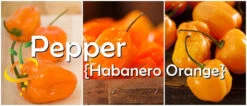 Pepper (Hot) - Habanero, Orange 🔥🔥🔥🔥 -Speed now page 7398d650 9d7a 434b bf9b d7aa56ea0dc5