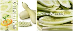 Cucumber - White Wonder 16 Cucumber - White Wonder -Speed now page 7532a928 a3b5 4195 bdfe baa562c2a37f