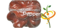 Pepper (Hot) - Habanero, Chocolate 🔥🔥🔥🔥🔥 15 Pepper (Hot) - Habanero, Chocolate 🔥🔥🔥🔥🔥 -Speed now page 7817d4c4 d54b 4e4a baa3 1955c8b53d34