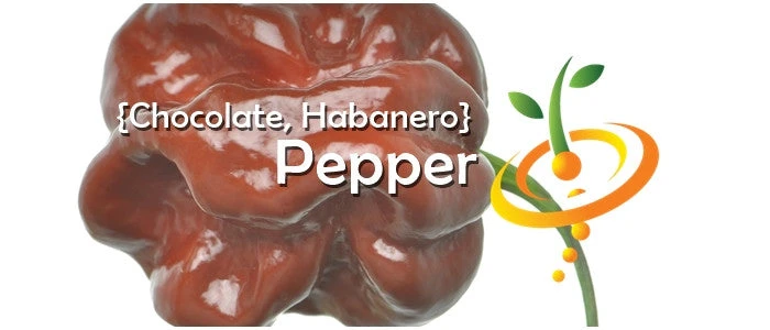 Pepper (Hot) - Habanero, Chocolate 🔥🔥🔥🔥🔥 8 Pepper (Hot) - Habanero, Chocolate 🔥🔥🔥🔥🔥 - Image 6