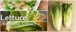 Lettuce - Romaine, Classic "Paris Island Cos" 18 Lettuce - Romaine, Classic "Paris Island Cos" -Speed now page 80389222 951b 4975 ae88 4fd03fb9a5b5