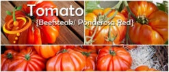 Tomato - Beefsteak, Ponderosa Red (Indeterminate) 15 Tomato - Beefsteak, Ponderosa Red (Indeterminate) -Speed now page 80ab7592 1856 44d6 9b18 0faef5493427