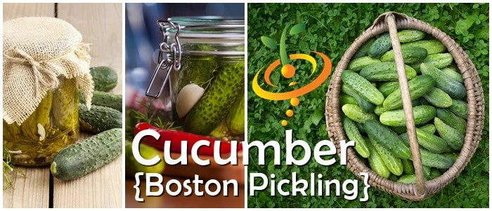 Cucumber - Boston Pickling 10 Cucumber - Boston Pickling - Image 8