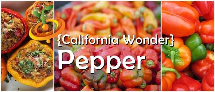 Pepper (Sweet) - California Wonder 8 Pepper (Sweet) - California Wonder - Image 6