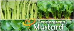 Mustard - Tendergreen 18 Mustard - Tendergreen -Speed now page 98ca2945 33b8 4f95 be2e 3a924b3353e8