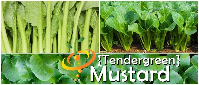 Mustard - Tendergreen 10 Mustard - Tendergreen - Image 8