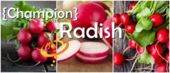 Radish - Champion -Speed now page a4739449 29c7 4c3b 8247 48857f13d8d6