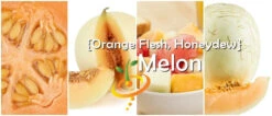 Melon (Honeydew)- Orange Flesh 15 Melon (Honeydew)- Orange Flesh -Speed now page a80ff77b 5269 4890 8a37 854fbff1e781