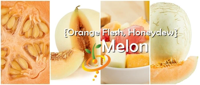 Melon (Honeydew)- Orange Flesh 9 Melon (Honeydew)- Orange Flesh - Image 7