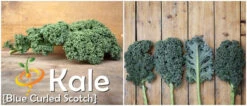 Kale - Classic, Blue Curled Scotch 16 Kale - Classic, Blue Curled Scotch -Speed now page ad2bfbe2 4657 4820 a25b 990afdc4df90