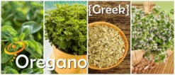 Oregano - Greek -Speed now page af1d185f 35cd 4a13 9800 2adcd8c3029b