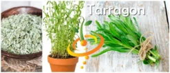 Tarragon (Dragon Wort) 21 Tarragon (Dragon Wort) -Speed now page b256f6e6 0ac7 49b8 a730 87a5de1b602d