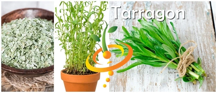 Tarragon (Dragon Wort) 11 Tarragon (Dragon Wort) - Image 9