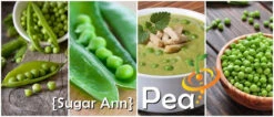 Pea (Snap) - Sugar Ann -Speed now page b9b4a6f2 4f1d 4b4a 8d41 8a8dfb16f66c