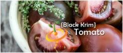 Tomato - Black Krim (Indeterminate) -Speed now page c0a86f3e 31a2 402c a4ae 2d0c316d5114