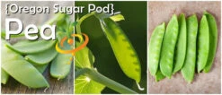 Pea - Oregon Sugar Pod 20 Pea - Oregon Sugar Pod -Speed now page c511b8ec 13c3 4380 ba56 36906c43ac63