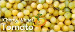 Tomato - Cherry, White (Indeterminate) -Speed now page c919ef80 67dd 4aa1 b2d2 b3e4a177e2d0