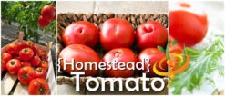 Tomato - Homestead (Determinate) -Speed now page cb5cc6bb 1c15 49df a4ec 77753970d2fa