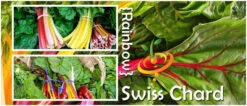 Swiss Chard - Rainbow Mix 12 Swiss Chard - Rainbow Mix -Speed now page d0e5d387 6b9b 4459 8c86 6c07ebc5cd4f