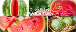 Watermelon - Sugarbaby -Speed now page d257315c b480 4113 a4ce 07d5e8257024