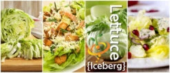 Lettuce - Iceberg 18 Lettuce - Iceberg -Speed now page d650deda bdba 4a4f 81c8 7cb734e082b4