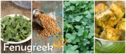 Fenugreek 7 Fenugreek -Speed now page df064021 7d6d 4243 97e0 f57edbd5094c