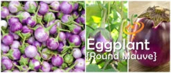 Eggplant - Round Mauve 15 Eggplant - Round Mauve -Speed now page e5366187 6dad 4f97 a7b1 81b053776630