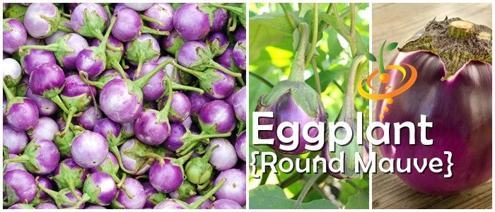 Eggplant - Round Mauve 5 Eggplant - Round Mauve - Image 3