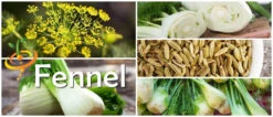 Fennel 19 Fennel -Speed now page fab12ee2 63ee 42d6 9dc8 cb08f7269601