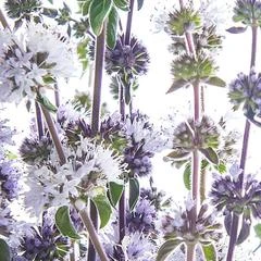 All-in-One Mosquito Repellent Garden Variety Pack 10 All-in-One Mosquito Repellent Garden Variety Pack - Image 9