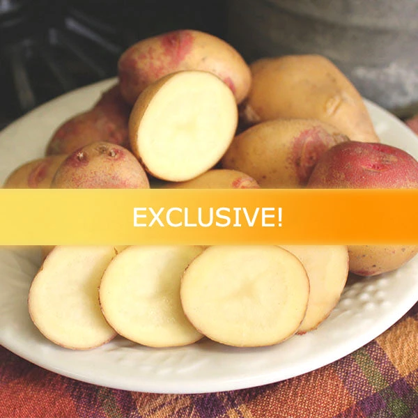 Potato (Mid-Season) - Peruvian Sunrise Gold 3 Potato (Mid-Season) - Peruvian Sunrise Gold