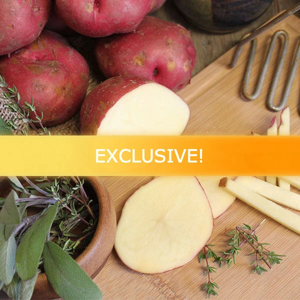 Potato (Mid-Season) - Red La Soda (Organic/Heirloom) 3 Potato (Mid-Season) - Red La Soda (Organic/Heirloom)