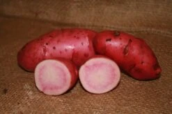 Potato (Late-Season) Fingerling - Red Thumb (Organic/Heirloom) -Speed now red thumb 1