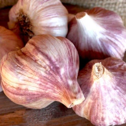 Garlic - (Hard Neck) Russian Red (Organic)