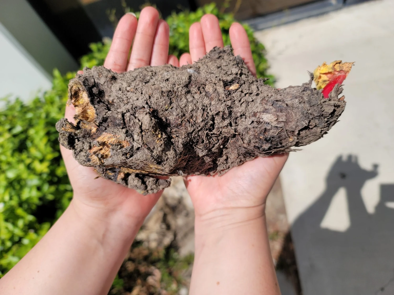 Rhubarb Root, Crimson Cherry 4 Rhubarb Root, Crimson Cherry - Image 2