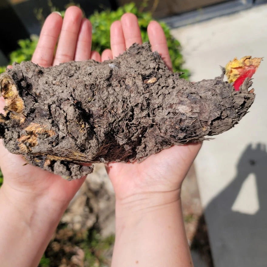 Rhubarb Root, Crimson Cherry 3 Rhubarb Root, Crimson Cherry