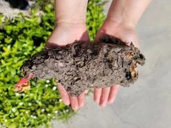 Rhubarb Root, Crimson Cherry 10 Rhubarb Root, Crimson Cherry -Speed now rhubarbroots2