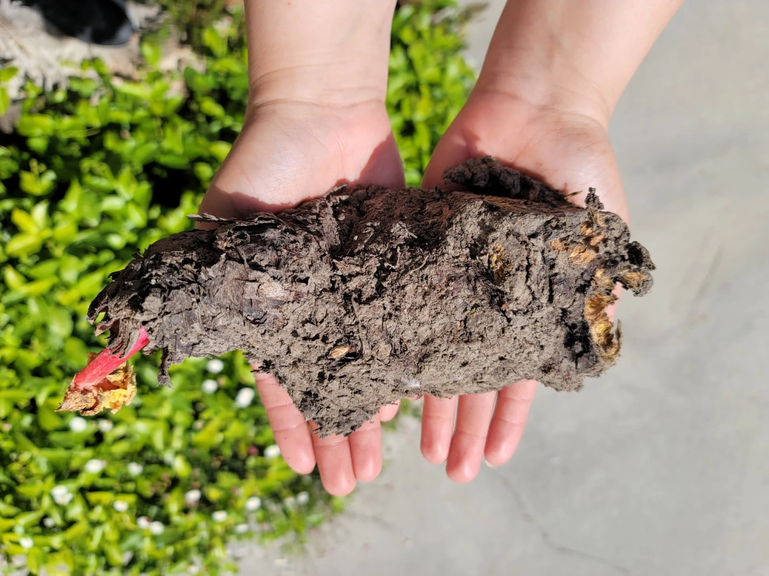 Rhubarb Root, Crimson Cherry 5 Rhubarb Root, Crimson Cherry - Image 3