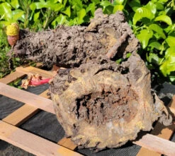 Rhubarb Root, Crimson Cherry 11 Rhubarb Root, Crimson Cherry -Speed now rhubarbroots3