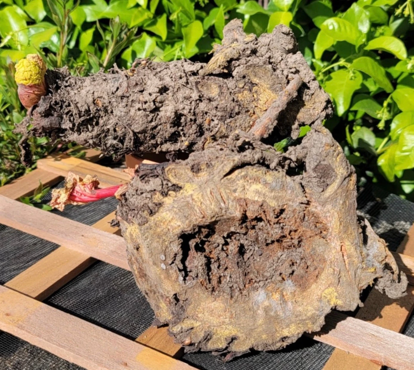 Rhubarb Root, Crimson Cherry 6 Rhubarb Root, Crimson Cherry - Image 4