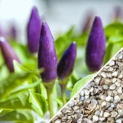 Pepper (Hot) - Pretty Purple 🔥🔥🔥🔥 14 Pepper (Hot) - Pretty Purple 🔥🔥🔥🔥 -Speed now sPepper Pretty Purple HOT seed