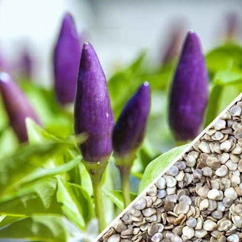 Pepper (Hot) - Pretty Purple 🔥🔥🔥🔥 8 Pepper (Hot) - Pretty Purple 🔥🔥🔥🔥 - Image 6